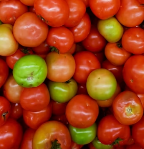 토마토 효능 부작용 고르는법 칼로리