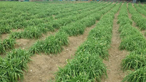 삼채 재배 모종 활착 통풍 확보 잎 수확 반복_8