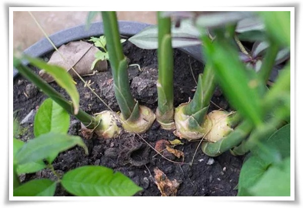 &quot;생강 심기&quot; 텃밭의 보물, 4월 ~ 5월 초 생강 심기로 건강과 맛을 동시에!