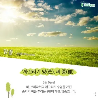 망종 절기 망종의 뜻 전통음식 매실청 담그기_12