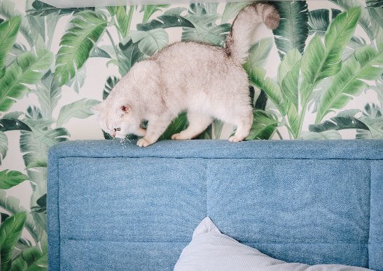 고양이 꼬리 말림