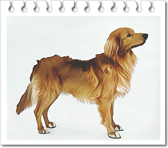 사냥견
노바 스코샤 덕 톨링 리트리버 (Nova Scotia Duck Tolling Retriever)