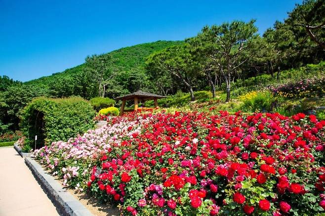 계양산 장미원-게티이미지 출저