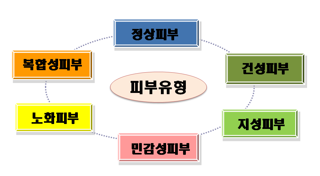 피부의 유형