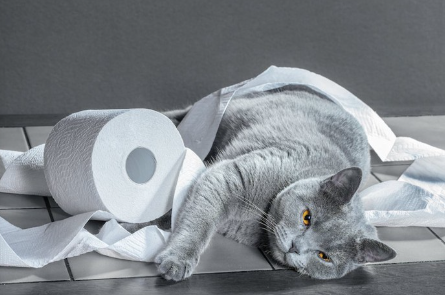 화장지를 가지고 노는 회색 고양이.