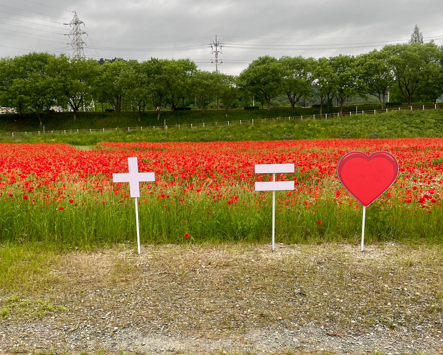 나주 양귀비 명소