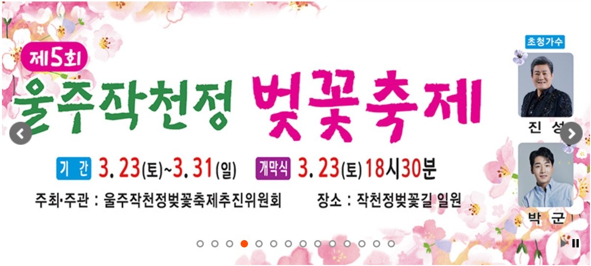 울주작천정벚꽃축제