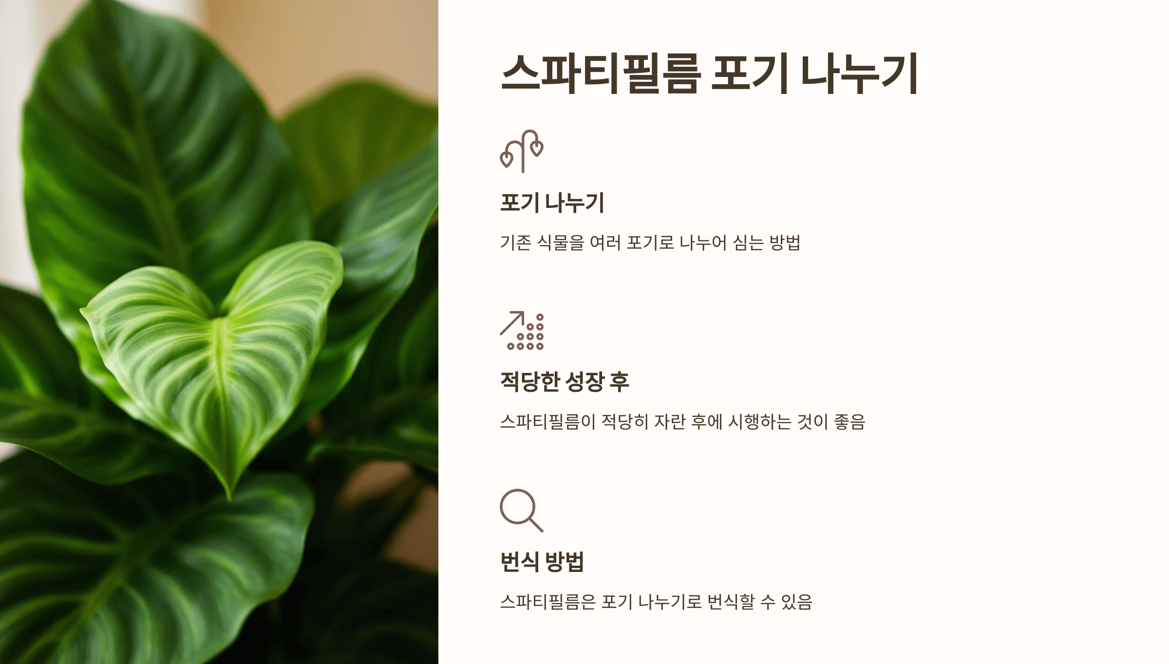 스파티필름과 관련된 사진입니다.