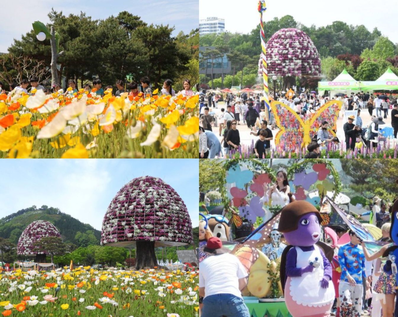 함평 나비축제 기간
