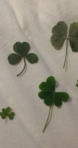 스마트폰 배경화면 잠금화면 네잎클로버 무료 다운로드