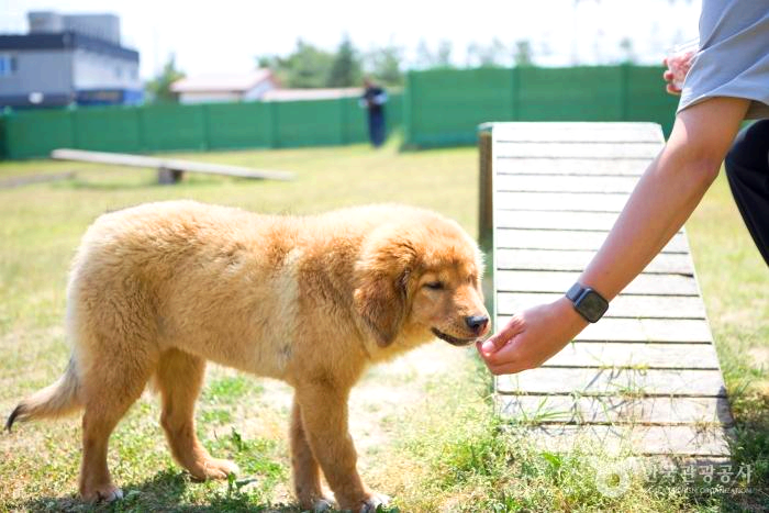 큰개에게 간식을 주고 있다.