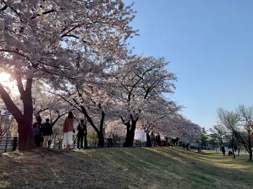 여의도벚꽃축제