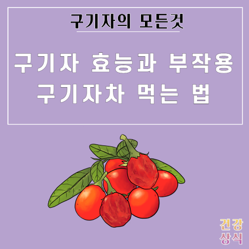 구기자 효능과 부작용 구기자차 먹는 법