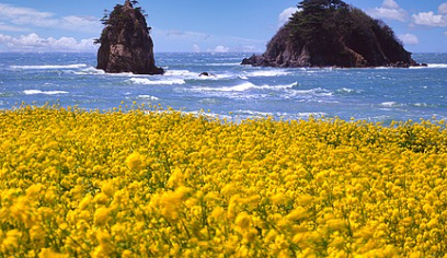 유채꽃 개화시기