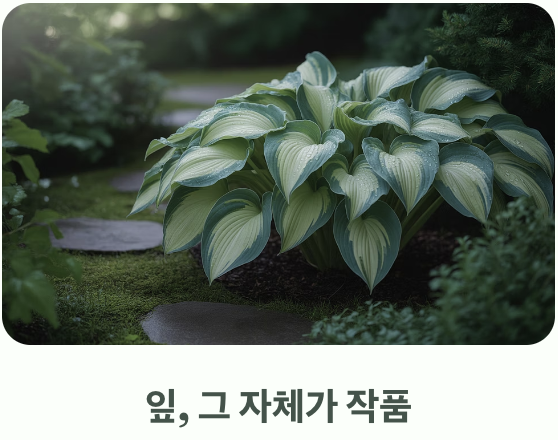 '잎'으로 말하는 식물, 비비추의 매력