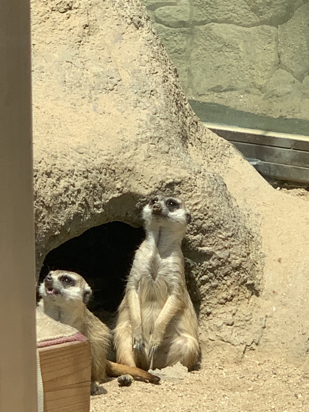 미어캣