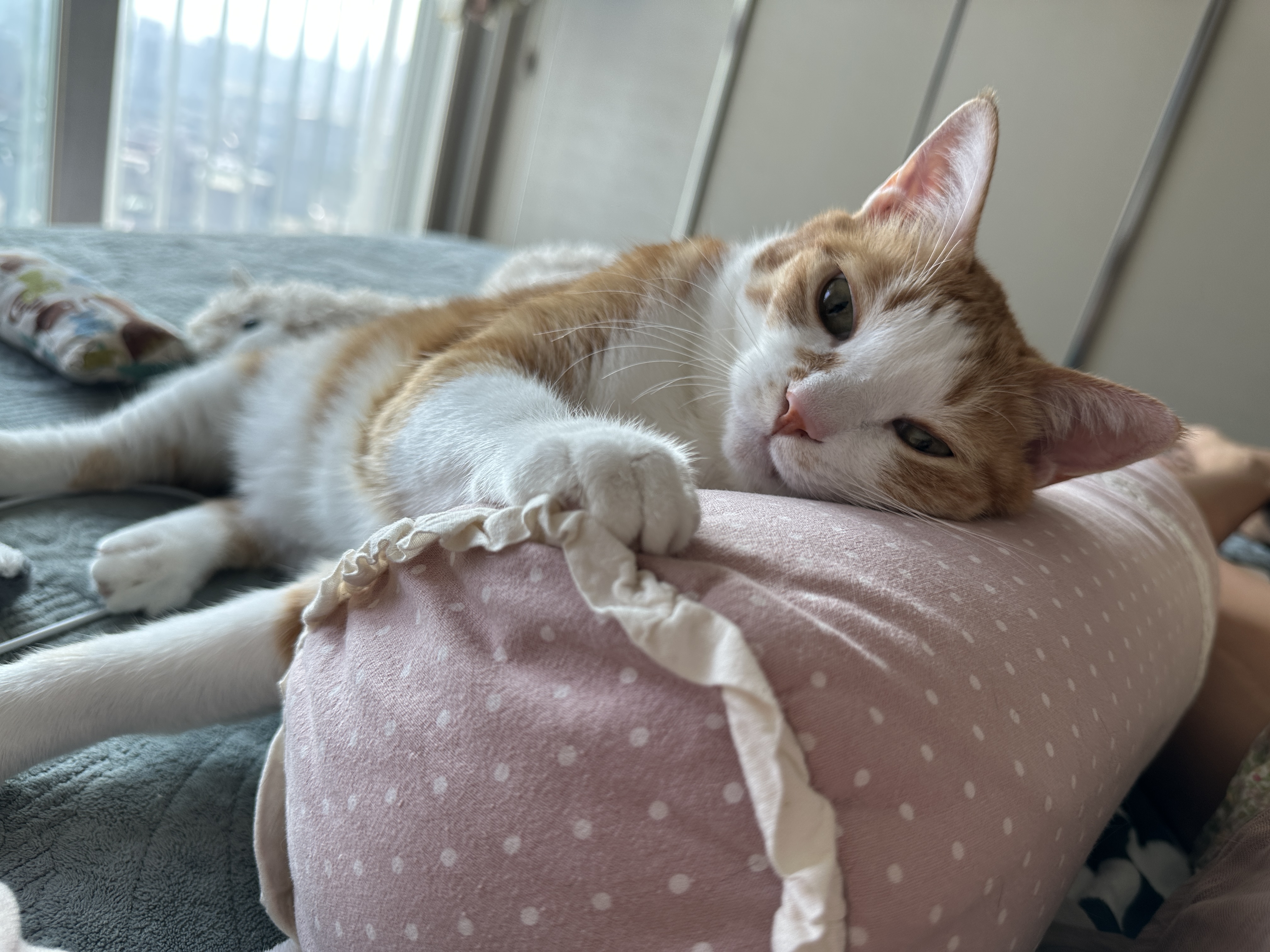 베개_위에_기대고_있는_치즈냥이_호야