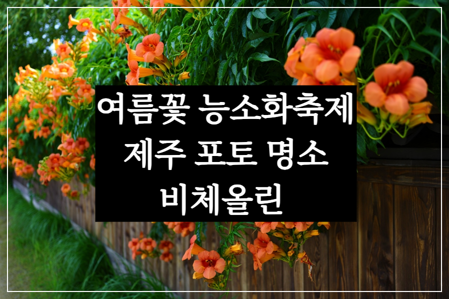 여름꽃 능소화축제 제주 비체올린 포토 명소 (개화시기, 꽃말, 일정 총정리)