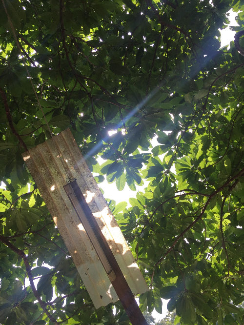 치앙마이 반캉왓 인근에 위치한 왓 우몽 사원 날씨 좋은 날 풍경