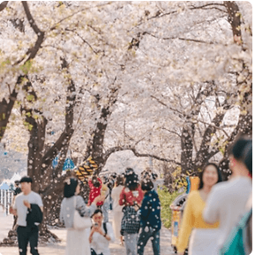 전국 지역별 벚꽃 명소 (2024년)