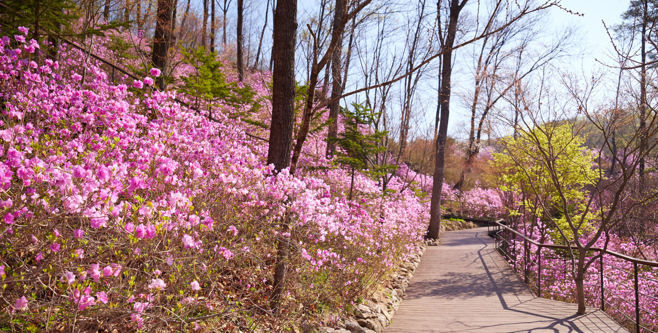 화담숲 벛꽃 예약방법_09