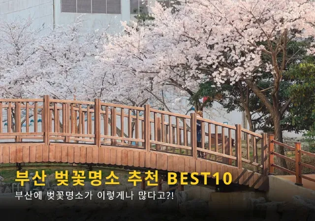 부산 벚꽃 명소 추천 숨겨진 뷰포인트_3