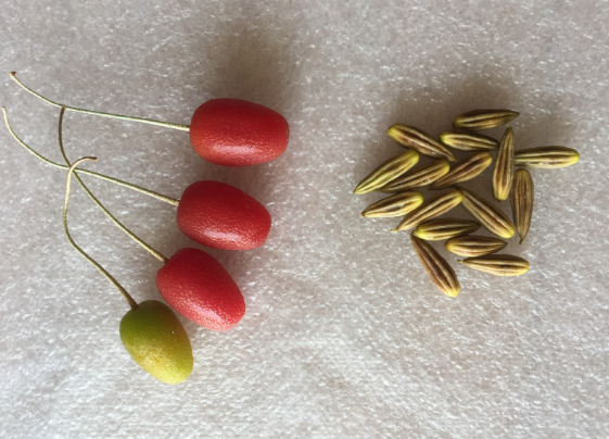 보리수열매 효능 부작용 먹는법 맛 가격 씨 수확시기 보관법 임산부 섭취2