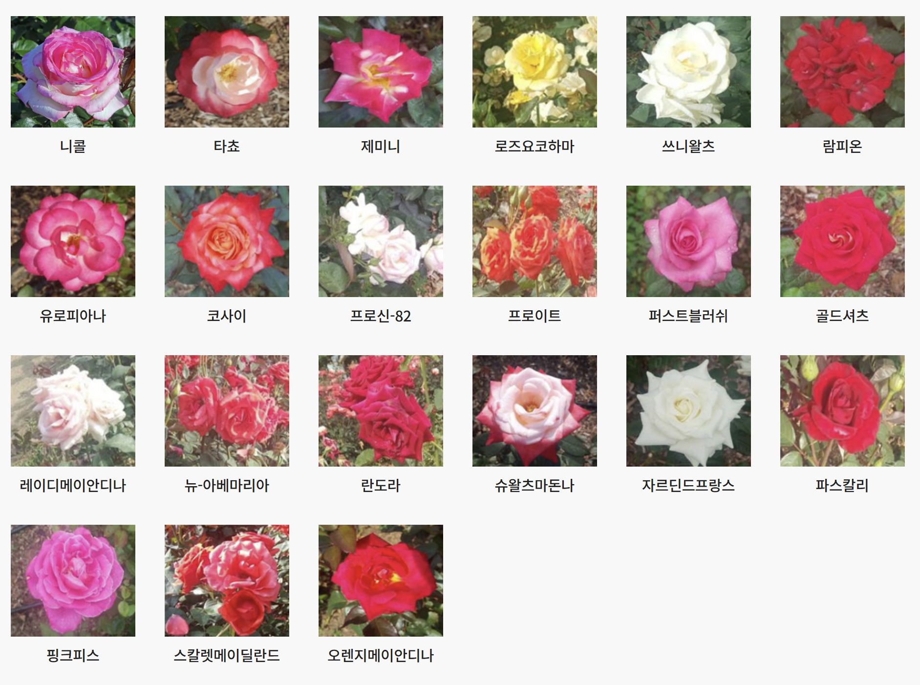 서울대공원 장미원