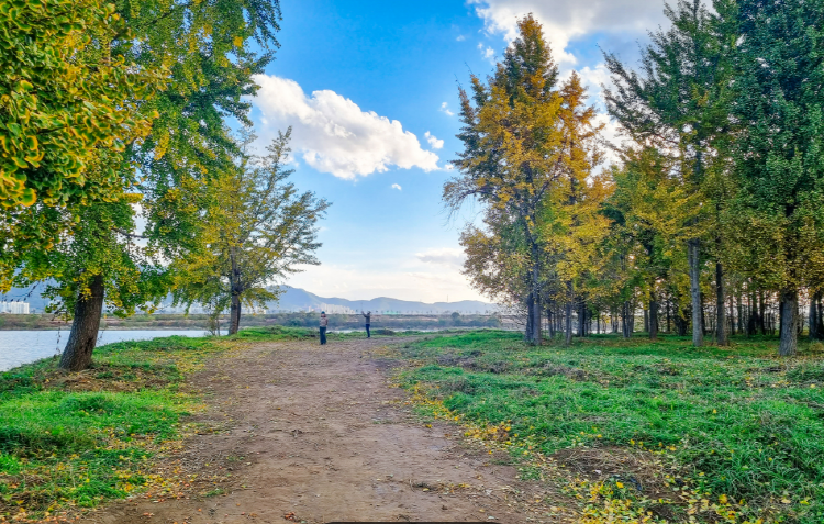 고령 은행나무숲