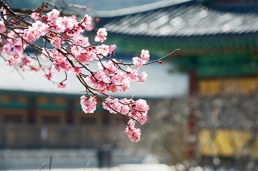 통도사 홍매화 이미지 