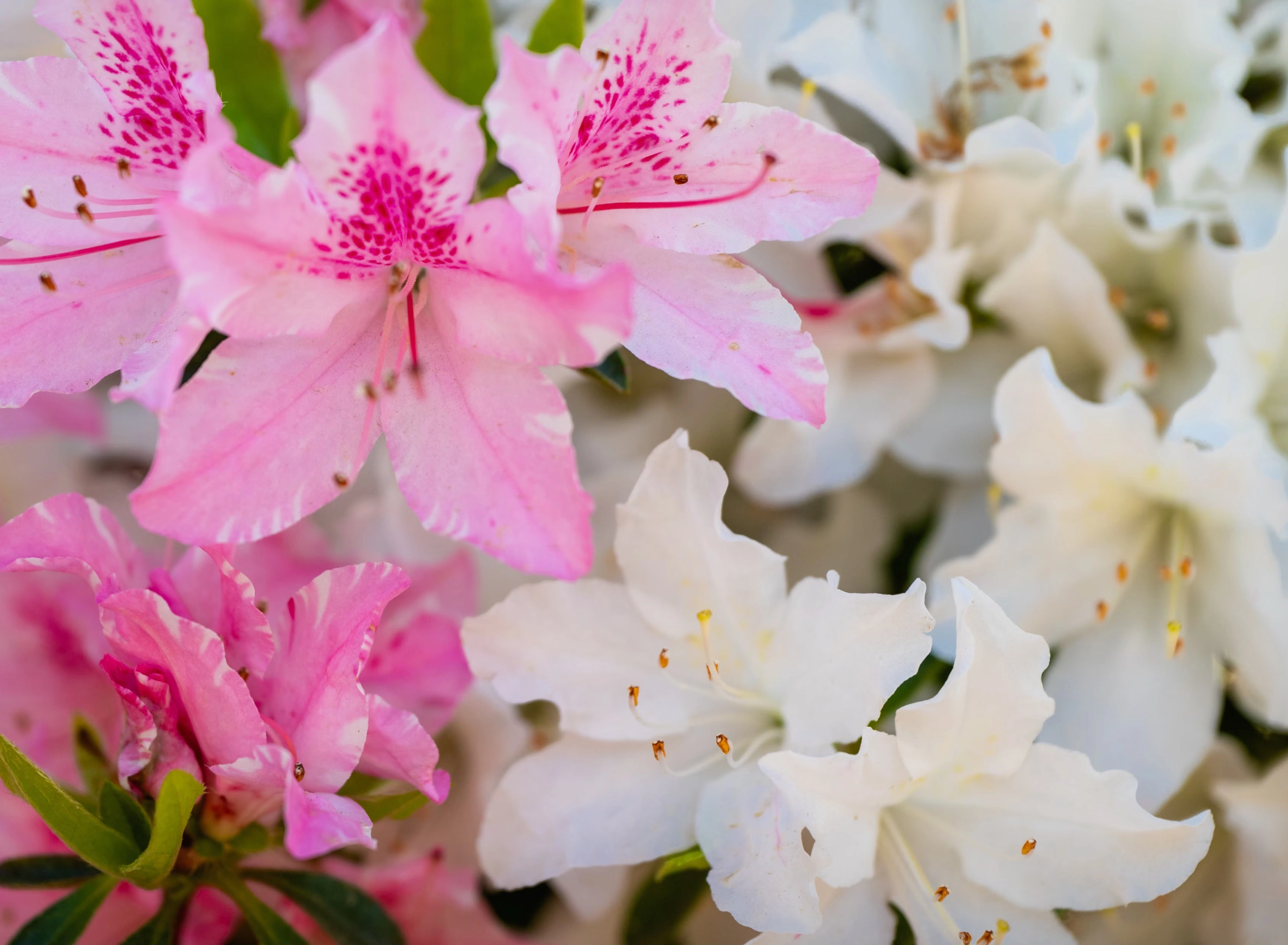 2025년 봄꽃 개화순서