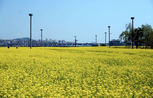 유채꽃