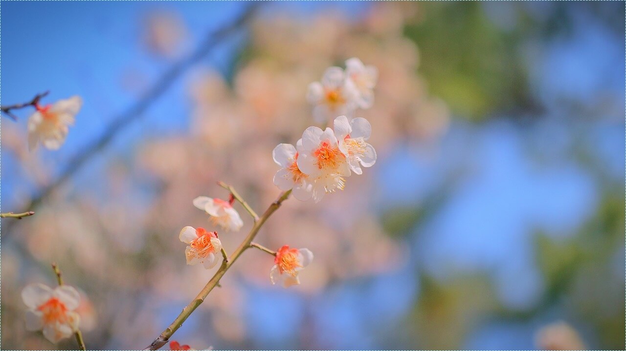 우체국 정기예금 금리