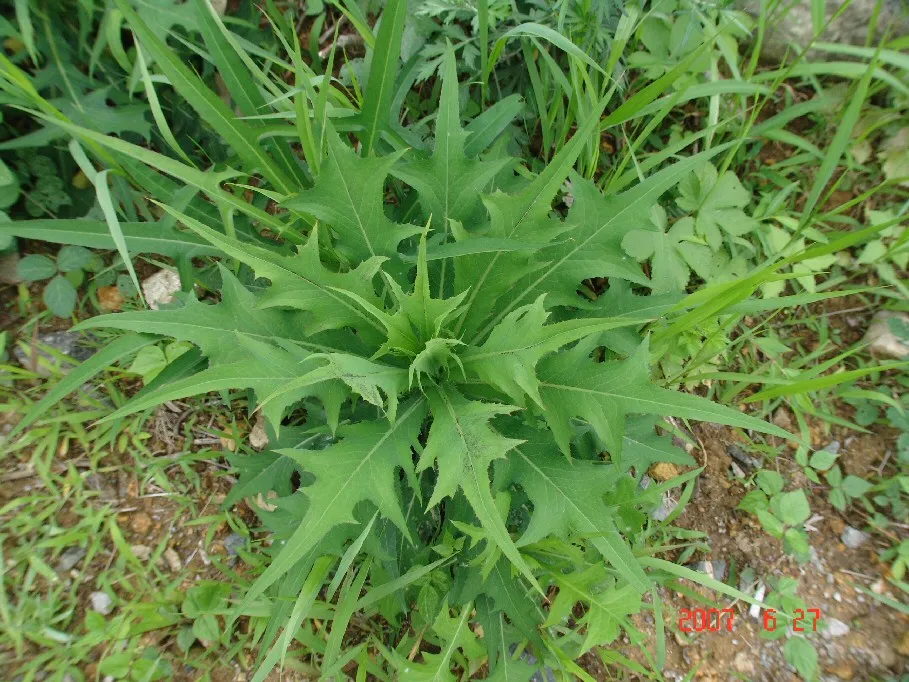 왕고들빼기 효능과 섭취시 주의사항 건강 정보_6