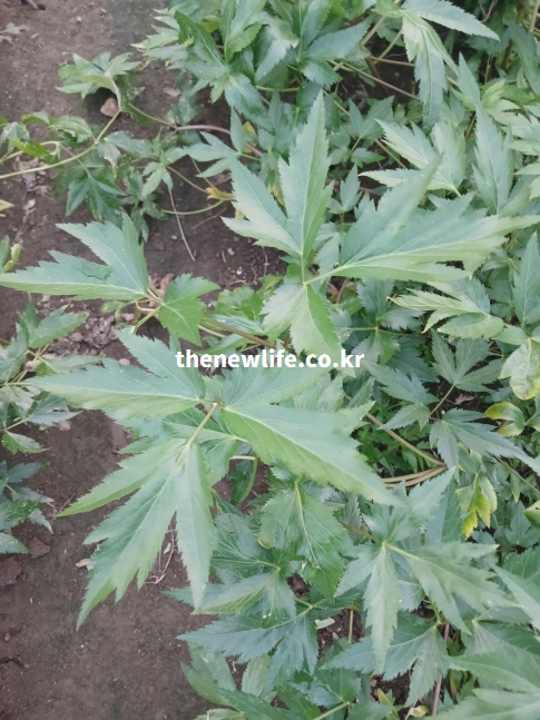 당귀잎이 촘촘히 자란 밭의 실제 모습 — 신선한 당귀잎의 항염 및 항균 효능을 보여주는 농장 이미지