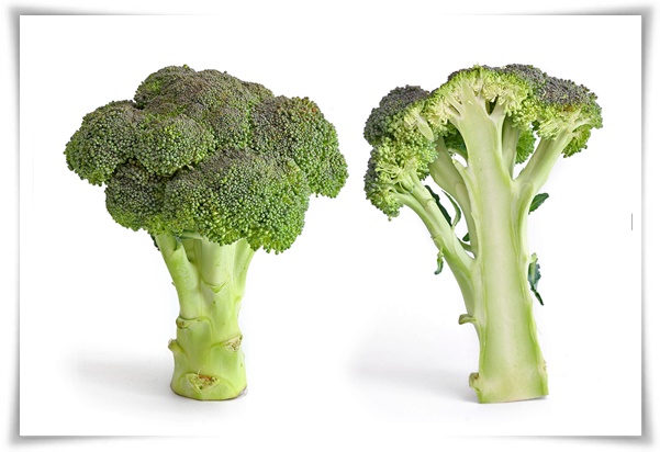 &quot;10월에 심기 좋은 작물 추천&quot; 10월, 새로운 계절을 준비하는 시간...