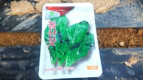 갓-재배-돌산갓-심기-종자-심는시기-파종시기-수확시기