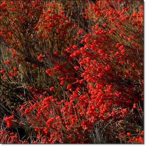 마황 효능 및 부작용 하루 권장 섭취량