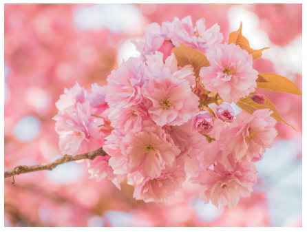 불국사 겹벚꽃 군락지