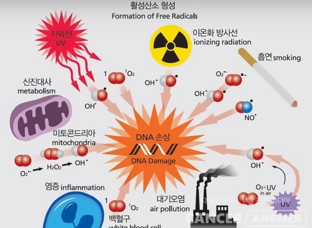 활성산소의 문제점