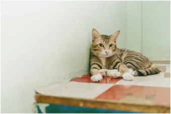 집고양이 vs 길고양이 평균 수명 차이 심층 분석_18