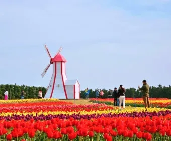 신안 임자도 튤립축제 기간 입장료 가볼만한 곳 총정리_45