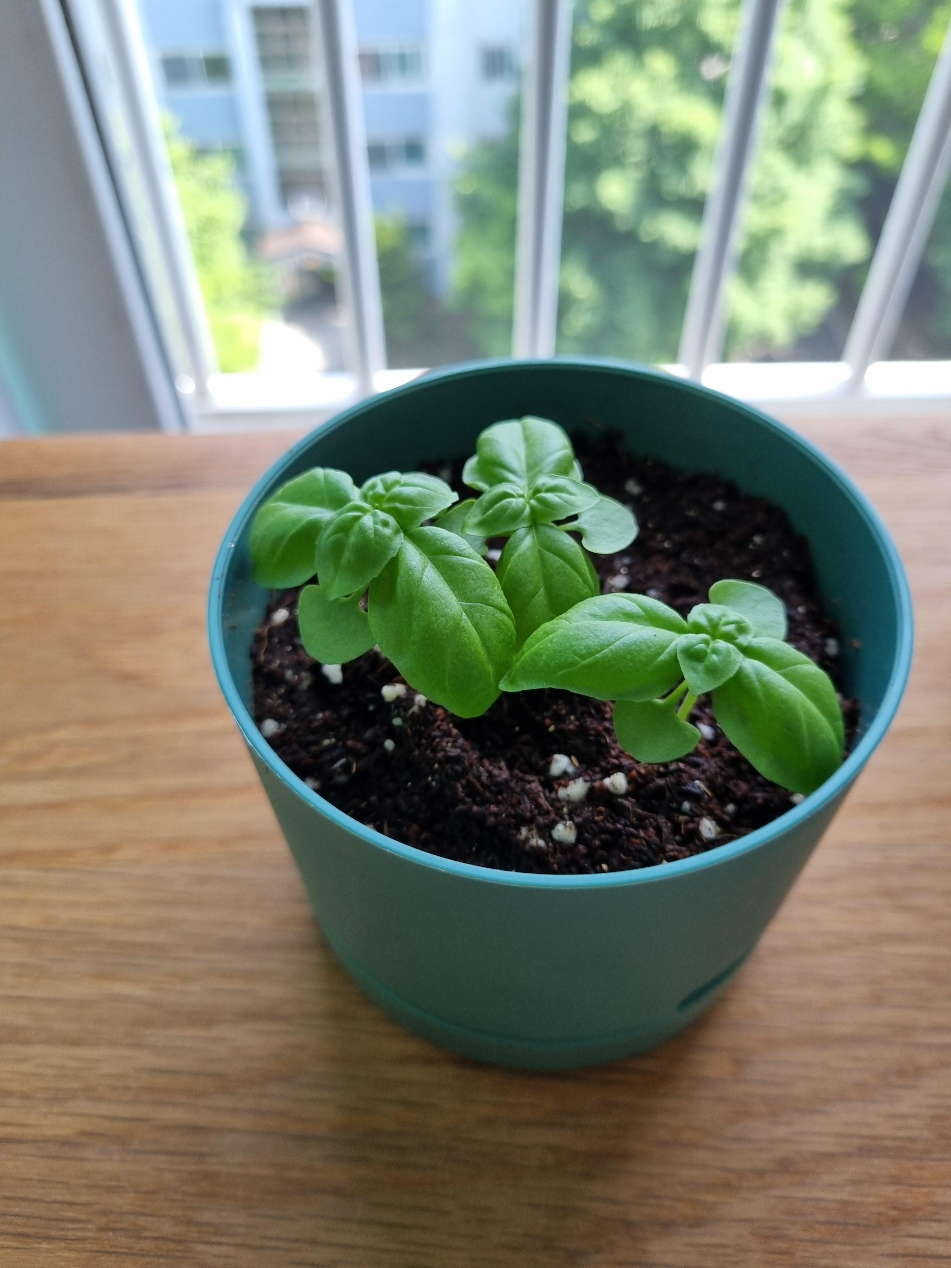 다이소 바질 성장기