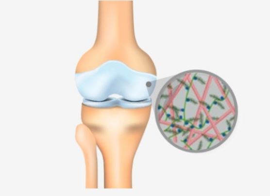 콘드로이친1200mg