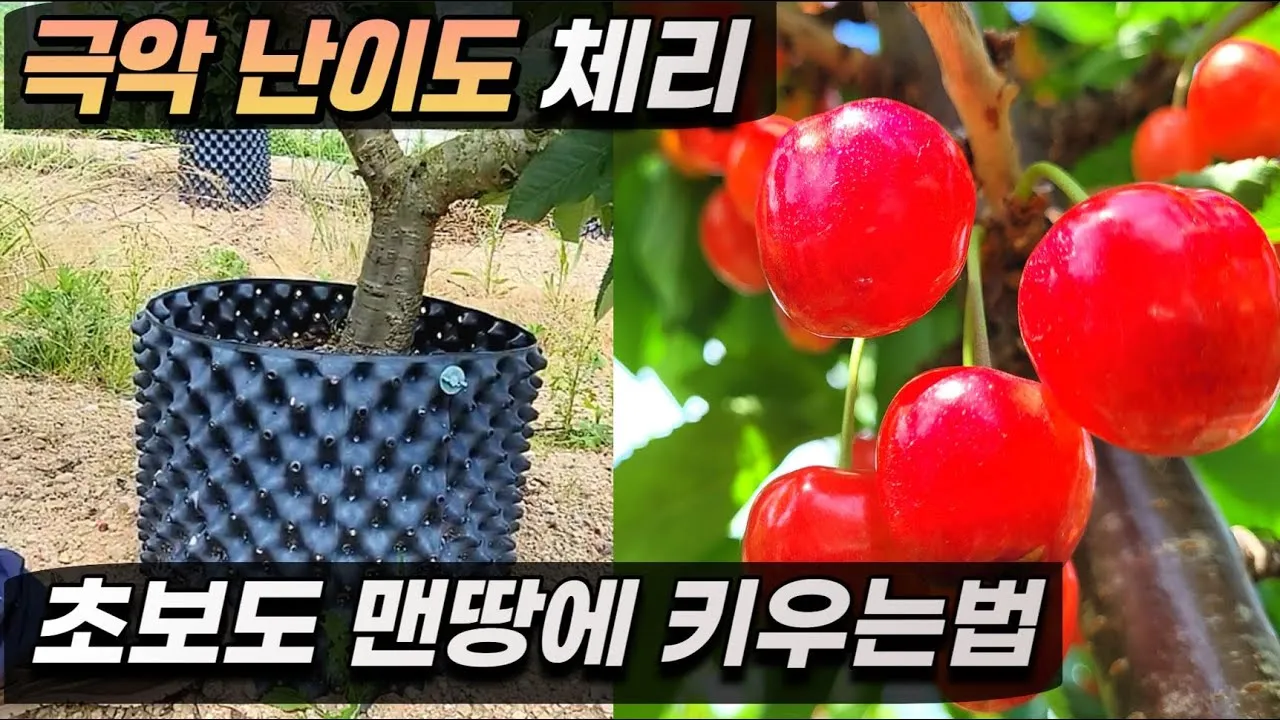 체리나무 재배법 건강한 과일 나무 키우기_5