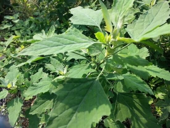명아주 효능 11가지 및 부작용과 먹는 법