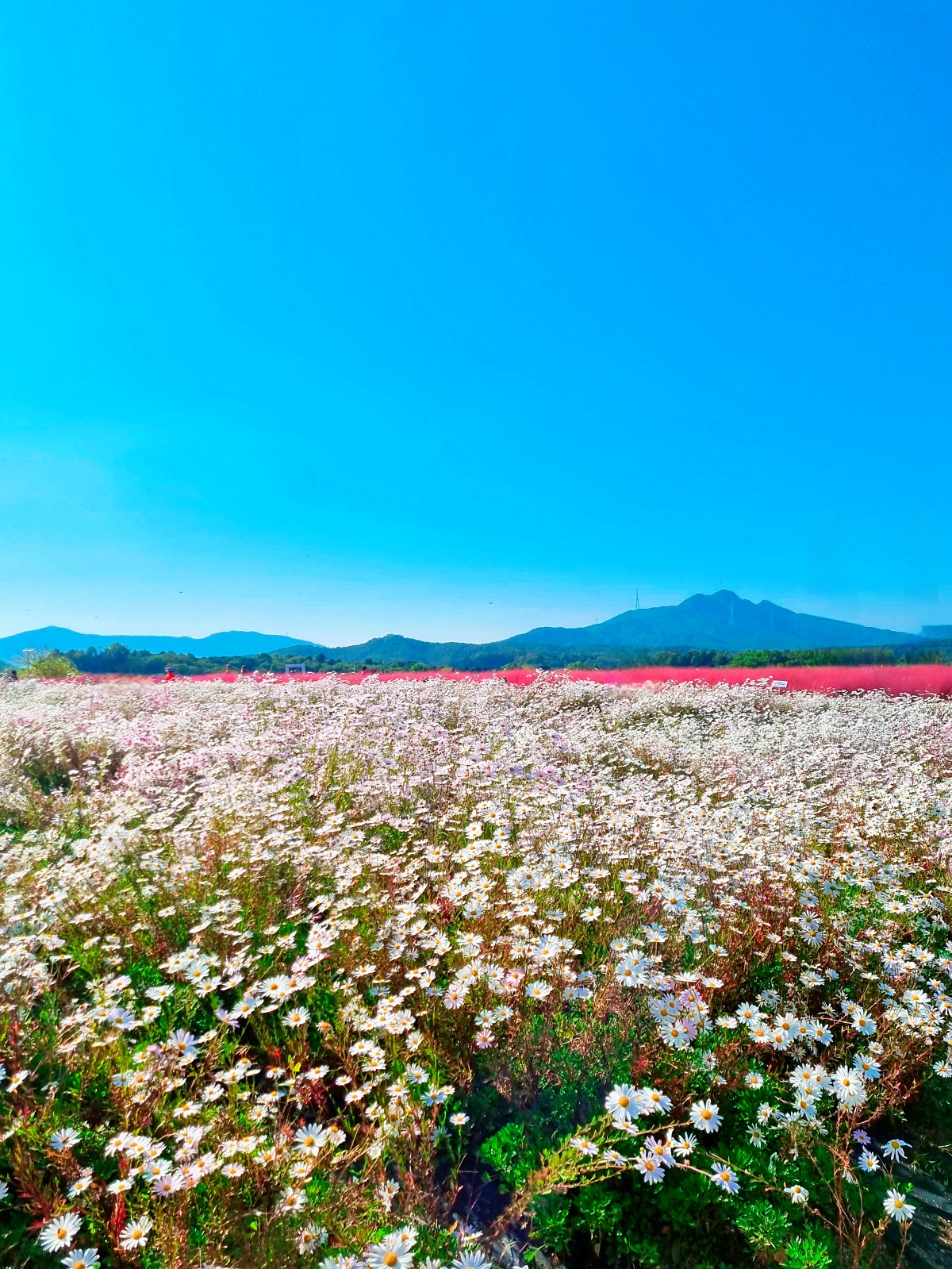 2024 양주 나리공원 천일홍 축제: 수도권에서 핑크뮬리, 댑싸리, 팜파스를 볼 수 있는 가을 여행지
