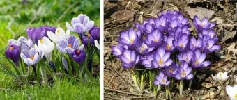 크로커스 꽃 키우기 구근 심기 꽃말 월동 똥손도 잘키우는 팁_10