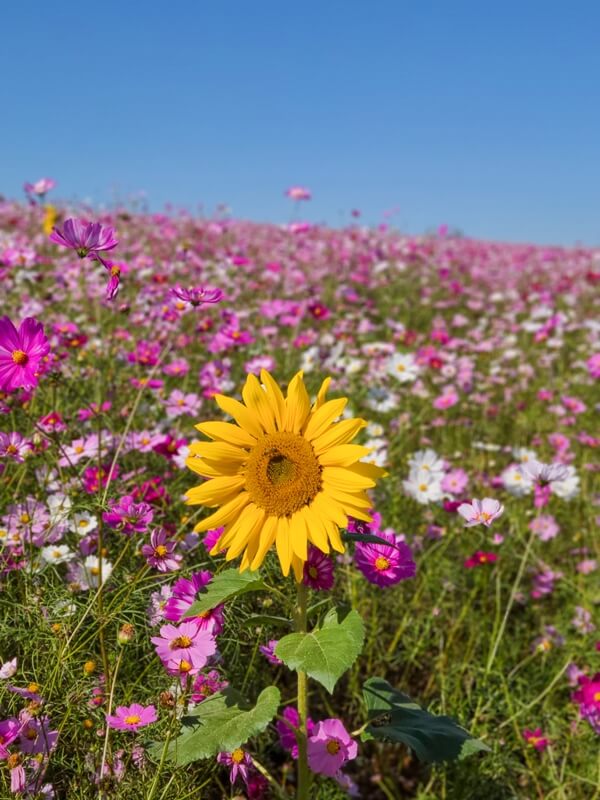코스모스-사이에-피어있는-해바라기