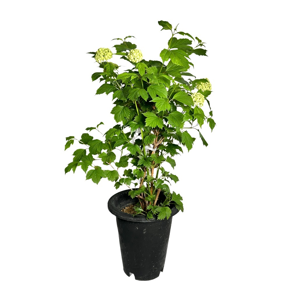 불두화 키우기 수국 꽃 목수국 